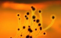 《自然》：肠道微生物会影响营养的吸收