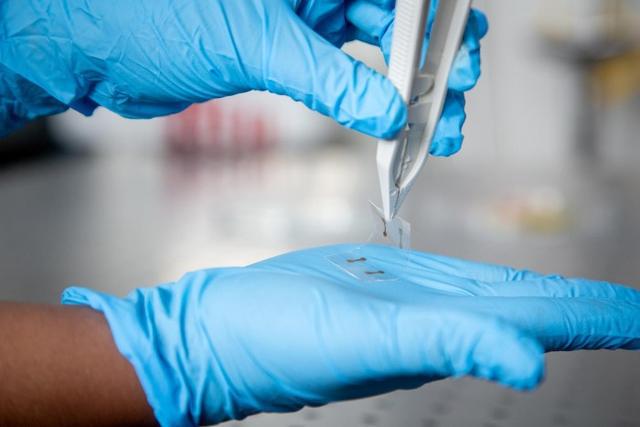 碲和硒的熔融混合物可能是实现透明电子产品的关键所在