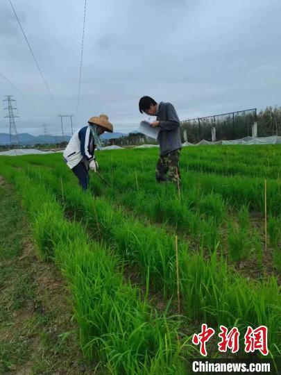 一粒种子的南繁之旅：东北粮仓孕育“农业芯片”