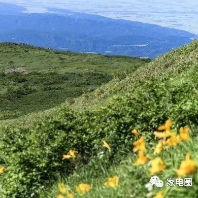 【解码】这几家巨头新动作不简单,释放家电业未来的走势