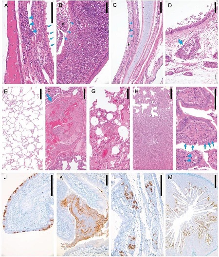《科学》研究：雪貂、猫、犬等对新冠具有易感性