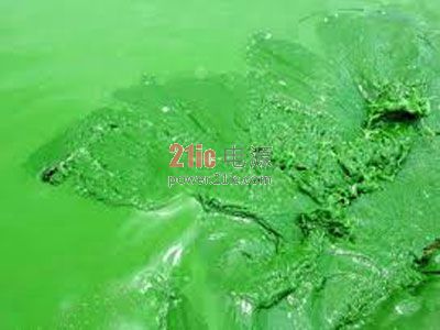 扩大绿色能源 欧洲投资开发蓝藻生物能源