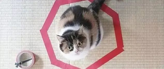 围住一只猫猫需要几步？【多猫预警】