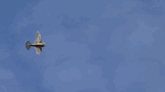 02.gif
