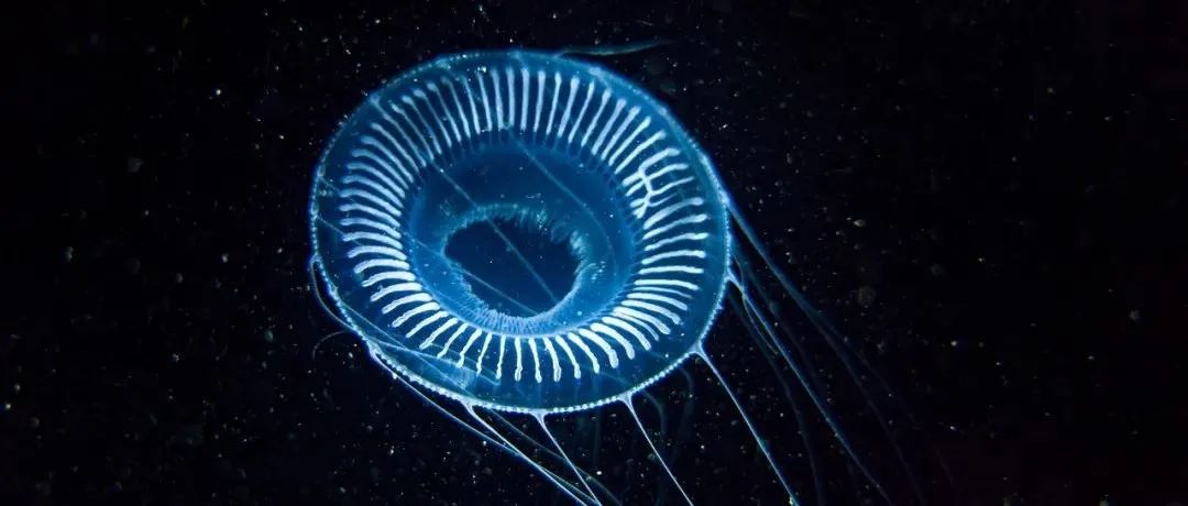 骁龙助力中国野生生物影像年赛，以科技力量推动自然生态保护