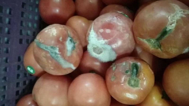 反思中芯学校霉番茄：中国IC人何时能无后顾之忧地做芯片？