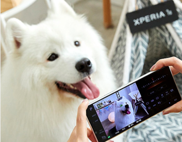 试拍/ Xperia 1 II动物眼对焦+高速连拍 可当拍宠物神器 技巧分享给你知
