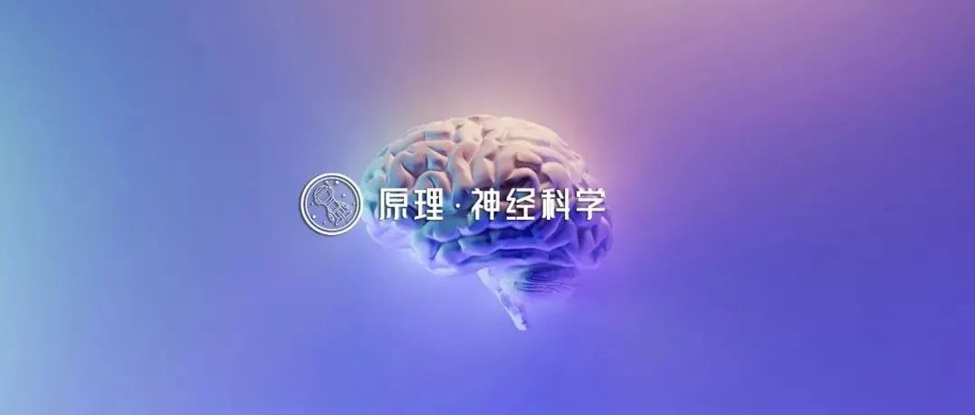 记忆储存在哪里？能通过手术消除吗？