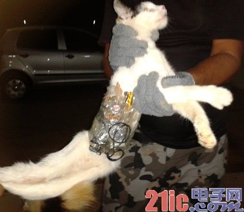 猫咪携带手机勇闯巴西监狱[图]