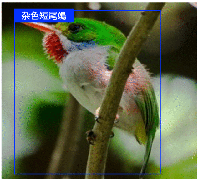 在 NVIDIA NGC 上体验轻量级图像识别系统
