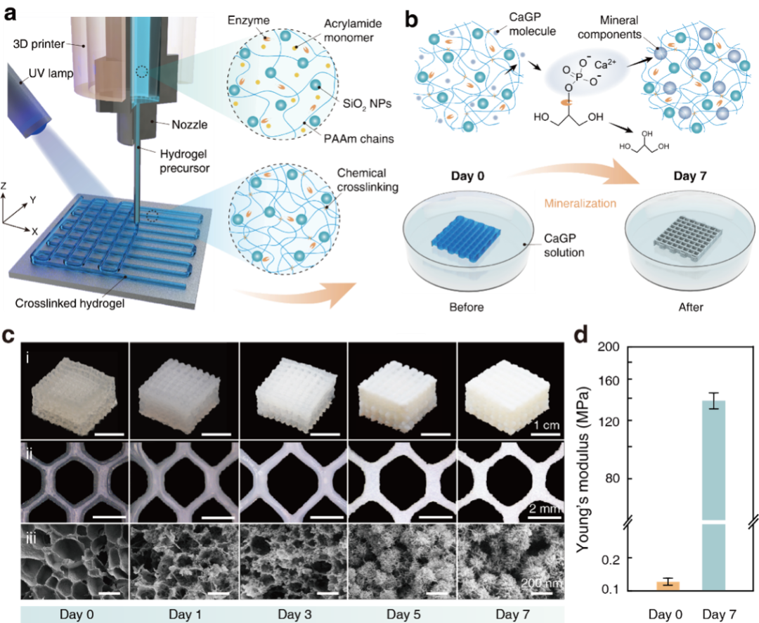 南科大《先进能源材料》：具有极端力学行为的水凝胶3D打印设计与制造