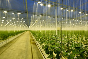 艾迈斯欧司朗植物照明LED Oslon Square Batwing斩获两项大奖