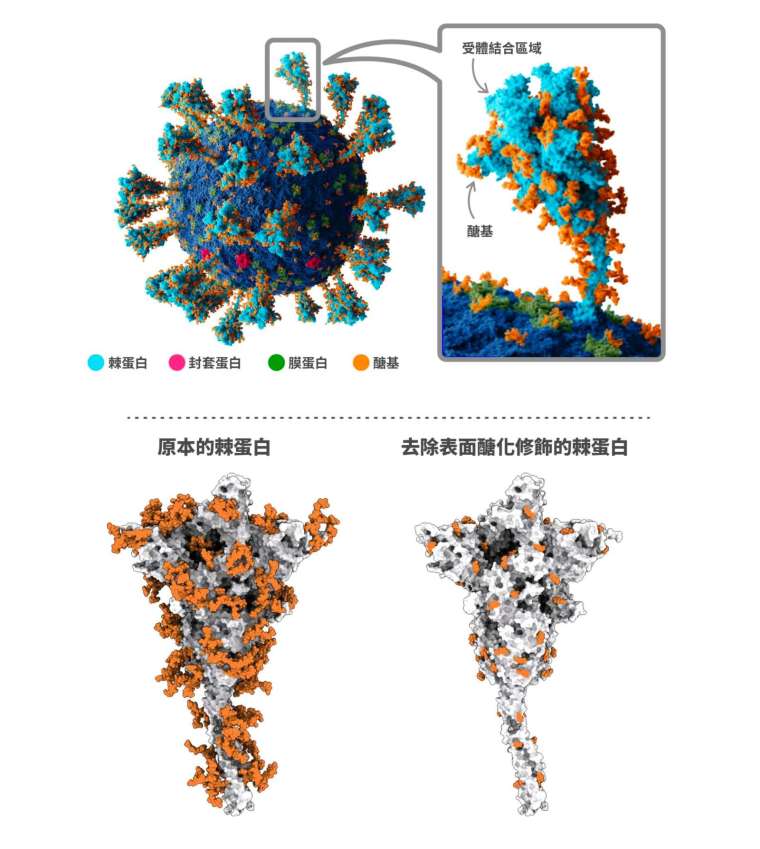 新冠病毒（SARS-CoV-2）的棘蛋白上面有糖化修饰（标示为橘色），糖基包裹的位置不太容易突变，因此去除表面的糖化修饰之后，可以进一步制成广效疫苗。 图│研之有物（资料来源｜翁启惠、中研院基因体中心）