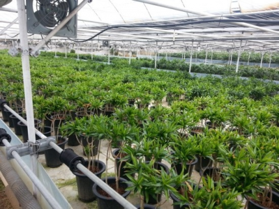 抗高湿二氧化碳传感器在植物养殖中的应用