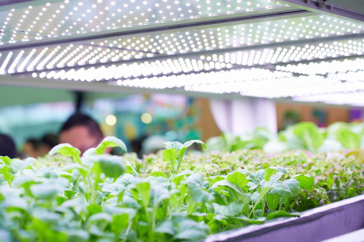 台系LED厂相继淡出传统LED照明，转战投入植物照明、UVC LED等利基市场。李建梁摄