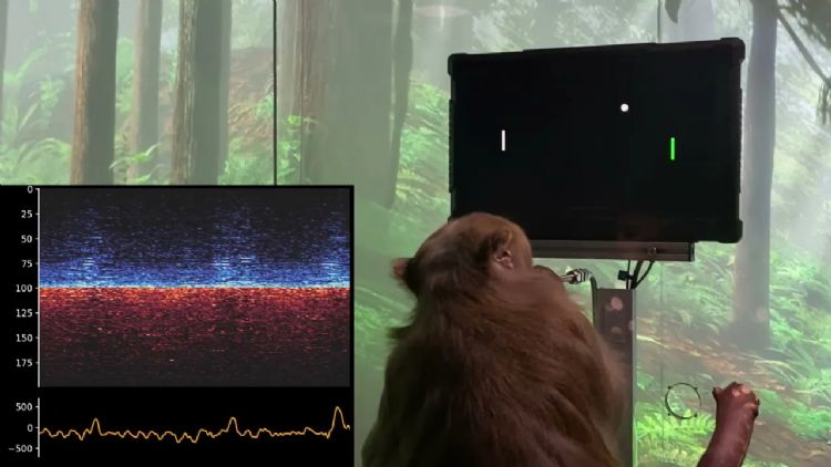 有内部人员透露，Neuralink为加快研究而不人道的使用大量动物进行实体试验。Neuralink