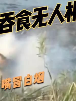 实拍鳄鱼吞食无人机，满口冒白烟！美国旅行博主犯众怒