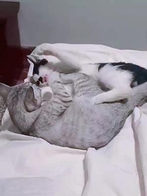 日常逗猫，半夜锻炼身体，练拳击