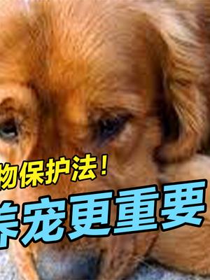 为什么说我不赞成动物保护法？最应该规范的是饲主