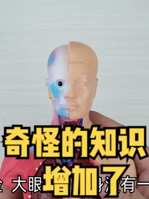 拆个假人模型去了解一下自己的内部结构，奇怪的知识又增加了 涨知识