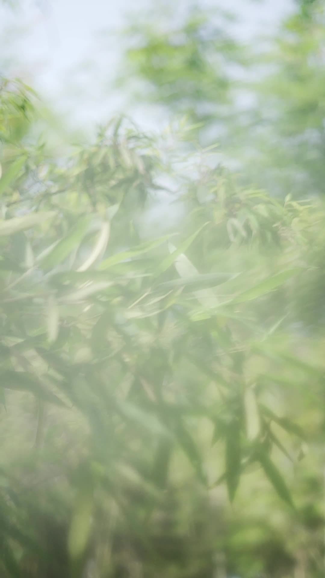 耳机里的歌声，是与世隔绝的温柔带上耳机世界都是我的 享受安静 让生活慢下来 记录平凡生活 初夏的味道