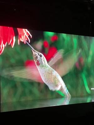 华为Mate30 超高速摄影