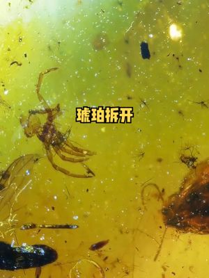 几千万年前琥珀拆开，里面的小虫子还能救一下吗？ 涨知识