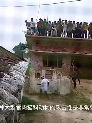 实拍闯入人群的豹子，开大之后差点团灭围观群众