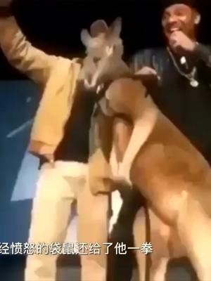 涉嫌虐待动物，美国著名演员向袋鼠致歉