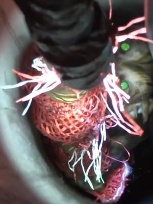 可爱小猫掉进10米管道要淹死，印度救援人员5小时紧急动物救援