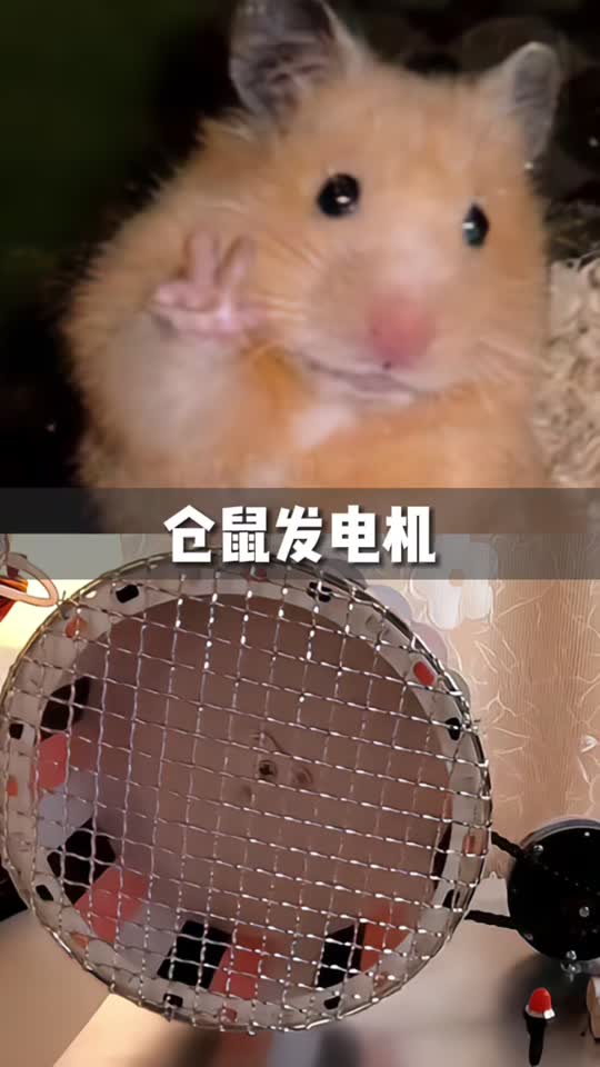 要不要加个记速器，两个仓鼠一起跑笼，哪边慢了就放电，老内卷了~黑科技工程师